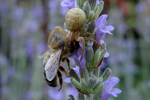 Xysticus_sl sp.